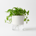 Self-Watering Planter