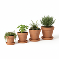 Terracotta Flower Pots